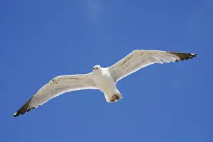 Drucke von Mittelmeerseeschwalbe (Larus michahellis) im Flug, Algarve, Portugal Mittelmeermöwe Drucke: Mittelmeer-Seeschwalbe (Larus michahellis) im Flug.