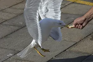 Drucke von Mittelmeerseeschwalbe (Larus michahellis), die ein Stück weißes Brot aus einer Hand zieht, Venedig, Italien Mittelmeermöwe Drucke: Mittelmeerseeschwalbe (Larus michahellis) zieht ein Stück weißes Brot aus einer Hand.