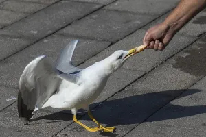 Drucke von Mittelmeerseeschwalbe (Larus michahellis), die ein Stück weißes Brot aus einer Hand zieht, Venedig, Italien Mittelmeermöwe Drucke: Mittelmeerseeschwalbe (Larus michahellis) zieht ein Stück weißes Brot aus einer Hand.