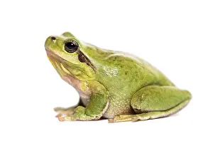 Mediterranean Tree Frog Drucke: Mediterranean tree frog or stripeless tree frog