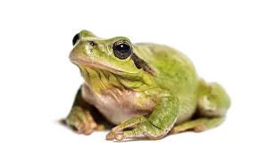 Isolated On White Background Picture Drucke: Mediterranean tree frog or stripeless tree frog