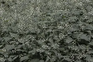 Central Europe Botany Drucke: Medium witch herb (Circaea intermedia)