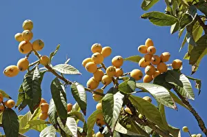 Fruit Still Life Drucke: Medlars hanging on the tree, fruit