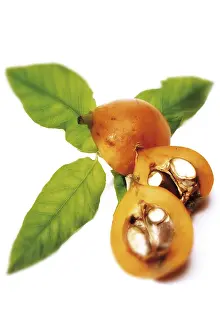 Medlar Fruit Drucke: Medlars (Mespilus), whole and halved