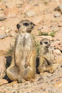 Deserted Landscape Africa Drucke: Meerkat