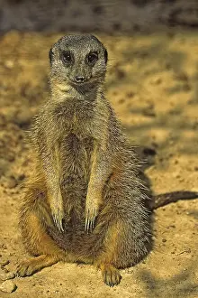 Drucke von Meerkat Mongoose Drucke: Meerkat
