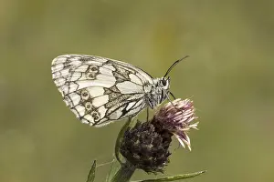 Lepidopteran Insect Images Drucke: Melanargia galathea, Schachbrett