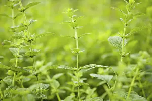 Medicinal Herb Garden Drucke: Melissa officinalis