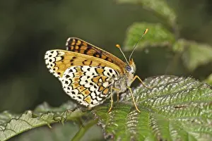 Pterygote Insect Species Drucke: Melitaea cinxia, common butterflies