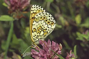 Lepidopteran Insect Pictures Drucke: Melitaea cinxia, common tick moth on clover