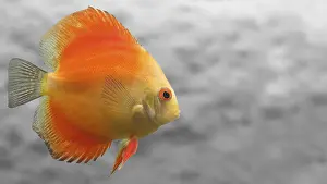 Drucke von Melonen-Diskusfisch mit einfacher grauer Hintergrund Diskus Drucke: Melonen-Diskusfisch mit einfacher grauer Hintergrund.