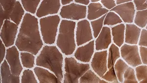 Zoo Animal Photography Drucke: Mesh pattern of the fur of a giraffe (Giraffa spec)