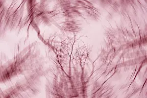 Low Angle Forest Photography Drucke: A mesmerizing abstract image with tree branches blurred into swirling patterns