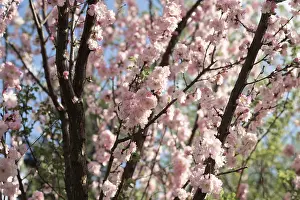 Fruit Tree Foliage Drucke: A mesmerizing view of cherry blossoms in full bloom