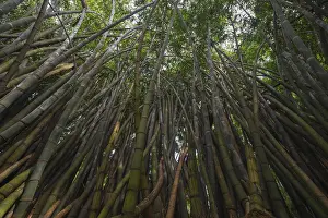 Dense Foliage Drucke: A mesmerizing view of a dense bamboo grove