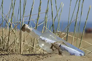 Sandy Ocean Beach Europe Drucke: Message in a bottle in sand on a beach
