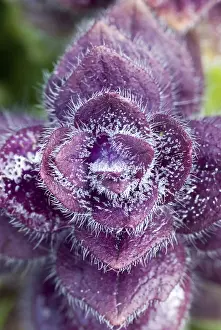 European Botany Species Drucke: Metallic Pyramidal Bugleweed (Ajuga pyramidalis)