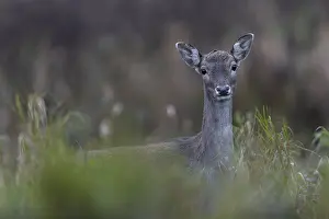 Deer In Germany Drucke: Only a few metres away from my hide