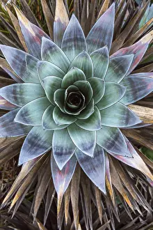 Drucke von _MGL8084.jpg Venezuela Drucke: _MGL8084.jpg