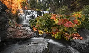 Drucke von Middle Falls, Wasserfall Fall, McCloud River, Siskiyou County, Kalifornien, USA Siskiyou Drucke: Mittlerer Wasserfall, Fall-Wasserfall, McCloud River