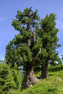 Salzburger Land Europe Drucke: Mighty stone pine, tree on the stone pine path