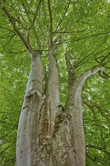Low Angle View Photography Drucke: Mighty tree from below with lush foliage