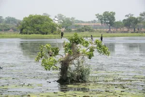 Wild Animals In Natural Habitat Drucke: Migrating birds resting on tree