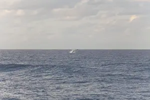 New South Wales Wildlife Drucke: Migration view with whale jumping in the distant ocean