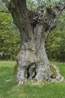 Deciduous Tree Trunk Drucke: Millenium olive tree, Bacalhoa Winery