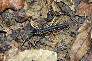 Drucke von Ein Regenwurm auf dem Waldboden, umgeben von braunen Blättern und Erde, ein Regenwurm in der Amazonas-Region nahe Rurrenabaque in Bolivien (Coromus vittatus) Tausendfüßler Drucke: Ein Zehner mill im Waldboden.