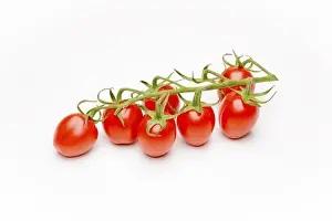 Mini Cherry Tomatoes Drucke: Mini Cherry Tomatoes