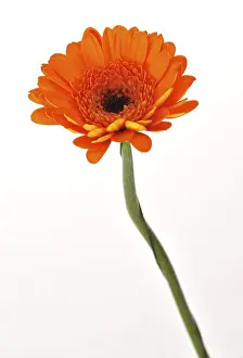 Orange Blossom Drucke: Mini gerbera