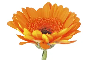 Orange Blossom Drucke: Mini gerbera