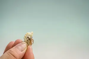 Crustacean Images Drucke: Miniature crab in his shell held in human hand