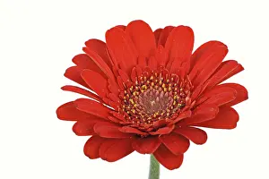 Gerbera Daisies In Bloom Drucke: Miniature Gerbera