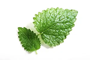 Studio Shot Of Mint Drucke: Two mint leaves