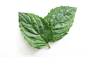 Indoor Leafy Plants Drucke: Two mint leaves