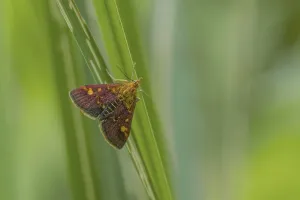 Wildlife Photography Moths Drucke: Mint Moth