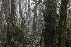 Cloud Forest Drucke: Mist in the cloud forest, laurel forest
