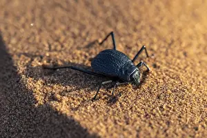 Namib Desert Wildlife Drucke: Mist-drinking beetle (Onymacris unguicularis)