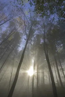 Lower Austria Castle Drucke: Misty atmosphere in the forest