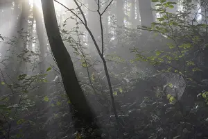 Dünner Nebel in der Wälder.