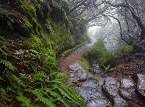 Deserted Forest Europe Drucke: Misty forest on a hiking trail along a levada