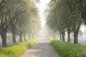 Misty Mood In Europe Drucke: A misty morning path lined with trees