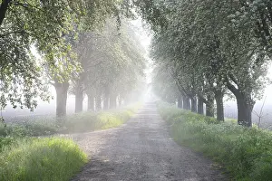 Peaceful Atmosphere Drucke: A misty morning path lined with trees