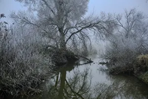 River Reflection Photography Drucke: Misty river with bare trees reflected in the still water
