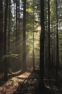 Mixed Forest Germany Drucke: Mixed forest, Mittelsteigutte