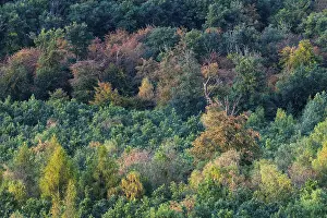 Low Mountain Range Landscape Photography Drucke: Mixed forest suffering from drought