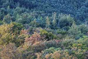 Natural Preserve In Germany Drucke: Mixed forest suffering from drought