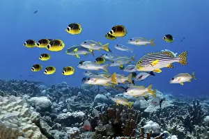 Roter Schnapper Drucke: Gemischt, gemischt, Schule der Fische, assoziiert.